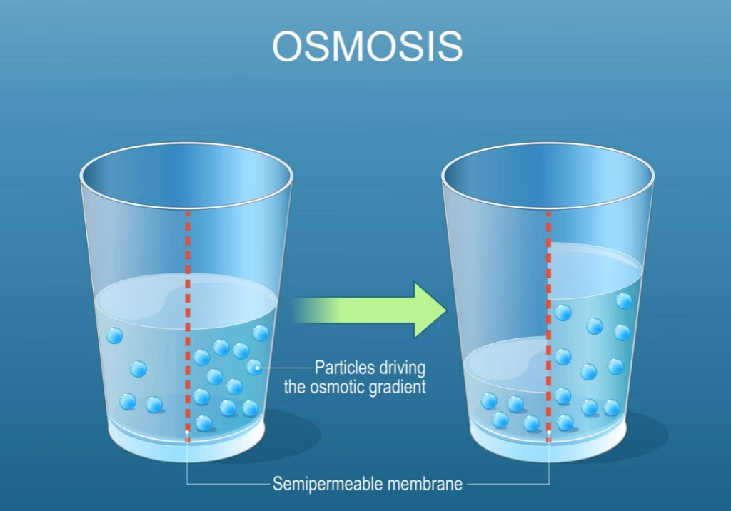 Osmosis Experiment with Semi-permeable membrane