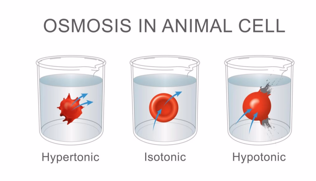Three types of osmosis: hypertonic, isotonic, hypotonic